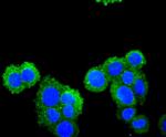 CXCL12 Antibody in Immunocytochemistry (ICC/IF)