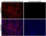 Calretinin Antibody in Immunohistochemistry (Paraffin) (IHC (P))