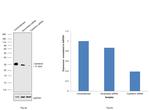 Calretinin Antibody