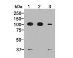 IREB2 Antibody in Western Blot (WB)