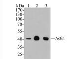 Actin Antibody in Western Blot (WB)