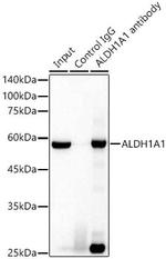 ALDH1A1 Antibody in Immunoprecipitation (IP)