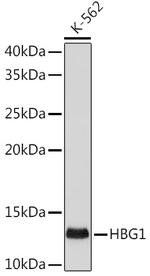 Hemoglobin gamma-1 Antibody in Western Blot (WB)