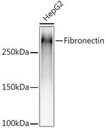 Fibronectin Antibody in Western Blot (WB)