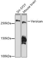 Versican Antibody in Western Blot (WB)