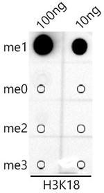 H3K18me1 Antibody in Dot Blot (DB)