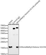 H3K18me1 Antibody in Immunoprecipitation (IP)