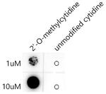 2'-O-methylcytidine Antibody in Dot Blot (DB)