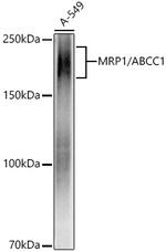 MRP1 Antibody in Western Blot (WB)
