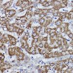 COX6B1 Antibody in Immunohistochemistry (Paraffin) (IHC (P))