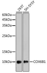 COX6B1 Antibody in Western Blot (WB)