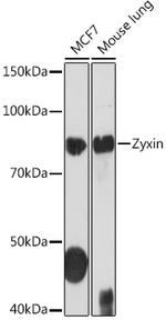 Zyxin Antibody in Western Blot (WB)