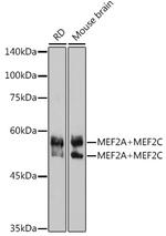 MEF2A/MEF2C Antibody in Western Blot (WB)