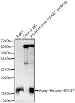 H3K27ac Antibody in Immunoprecipitation (IP)