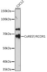 RCOR1 Antibody in Western Blot (WB)