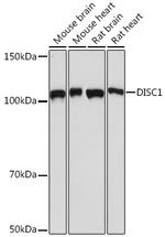 DISC1 Antibody in Western Blot (WB)