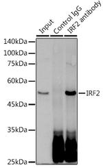 IRF2 Antibody in Immunoprecipitation (IP)