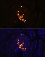 GLP-2 Antibody in Immunohistochemistry (Paraffin) (IHC (P))