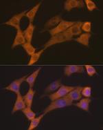 Cyclin B2 Antibody in Immunocytochemistry (ICC/IF)