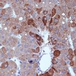 Cyclin B2 Antibody in Immunohistochemistry (Paraffin) (IHC (P))