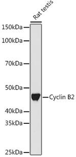 Cyclin B2 Antibody in Western Blot (WB)