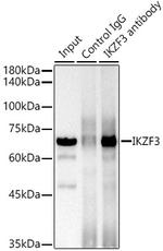 IKZF3 Antibody in Immunoprecipitation (IP)