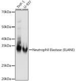 Neutrophil elastase Antibody in Western Blot (WB)