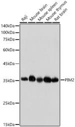 PIM2 Antibody in Western Blot (WB)