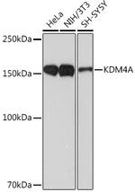 JMJD2A Antibody in Western Blot (WB)