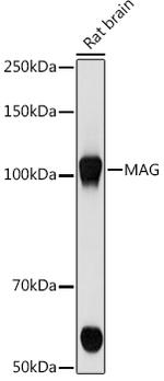 MAG Antibody in Western Blot (WB)