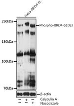 Phospho-BRD4 (Ser1083) Antibody in Western Blot (WB)