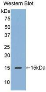 REG3A Antibody in Western Blot (WB)