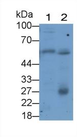 GLUT1 Antibody in Western Blot (WB)