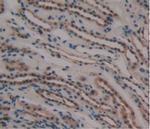 GDF3 Antibody in Immunohistochemistry (Paraffin) (IHC (P))