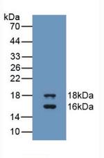 GDF3 Antibody in Western Blot (WB)