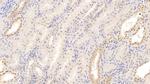 CXCL9 (MIG) Antibody in Immunohistochemistry (Paraffin) (IHC (P))