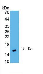 Activin A Antibody in Western Blot (WB)