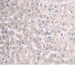 A1BG Antibody in Immunohistochemistry (Paraffin) (IHC (P))