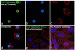 Phospho-Histone H3.3 (Ser31) Antibody in Immunocytochemistry (ICC/IF)