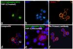 Phospho-Histone H3.3 (Ser31) Antibody in Immunocytochemistry (ICC/IF)