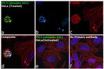 Phospho-Histone H3.3 (Ser31) Antibody