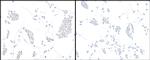 HIF-2 alpha Antibody in Immunocytochemistry (ICC/IF)