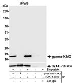 Phospho-gamma-H2AX (Ser139) Antibody in Immunoprecipitation (IP)