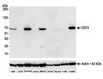 CD73 Antibody in Western Blot (WB)