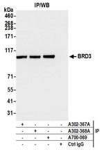 BRD3 Antibody in Immunoprecipitation (IP)