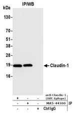Claudin 1 Antibody in Immunoprecipitation (IP)