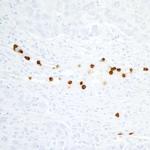 CEACAM8 Antibody in Immunohistochemistry (Paraffin) (IHC (P))