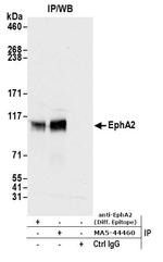 EphA2 Antibody in Immunoprecipitation (IP)