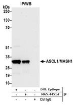 MASH1 Antibody in Immunoprecipitation (IP)
