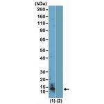 H4R3me2s Antibody in Western Blot (WB)